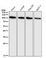 Anti-ADAM17/Tace Rabbit Monoclonal Antibody